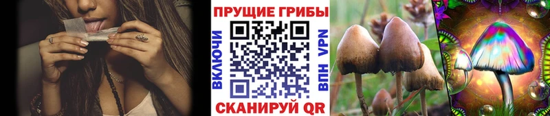 Псилоцибиновые грибы Psilocybine cubensis Невельск